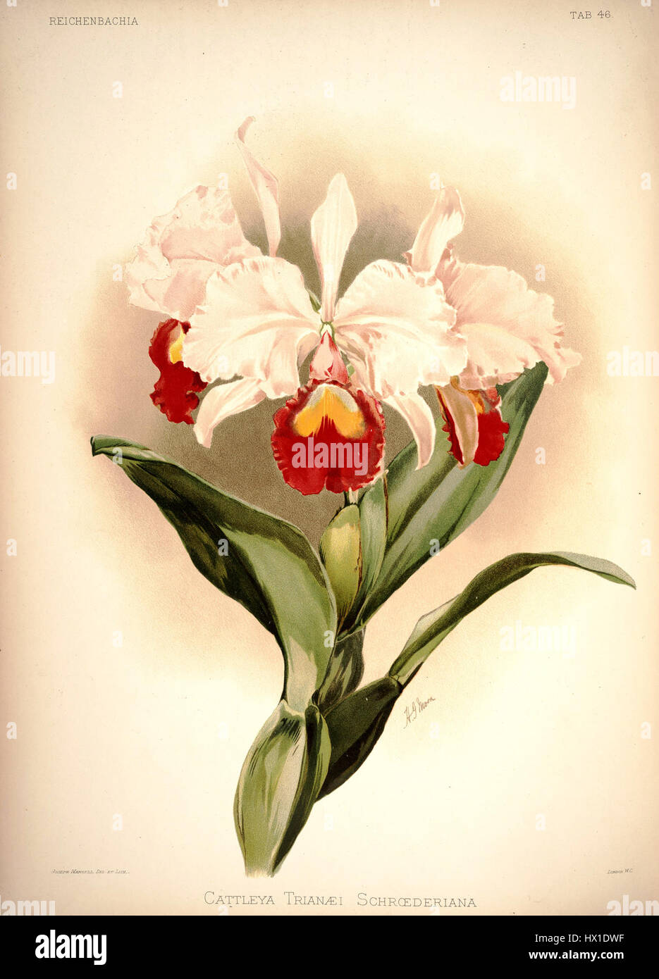 La planche 46 de la 'Reichenbachia I' de Frederick Sander (1888) présente l'espèce d'orchidée Cattleya trianae schroederiana. Cette illustration botanique détaillée met en valeur la structure et la coloration distinctives de la fleur. Banque D'Images