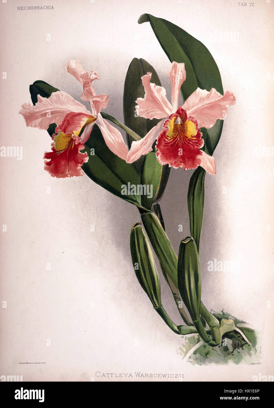Reichenbachia II, plate 72 de Frederick Sander de 1890 présente la vibrante orchidée Cattleya warscewiczii. La délicate illustration botanique démontre l'habileté exceptionnelle de Sander à capturer la beauté complexe de la vie végétale. Banque D'Images
