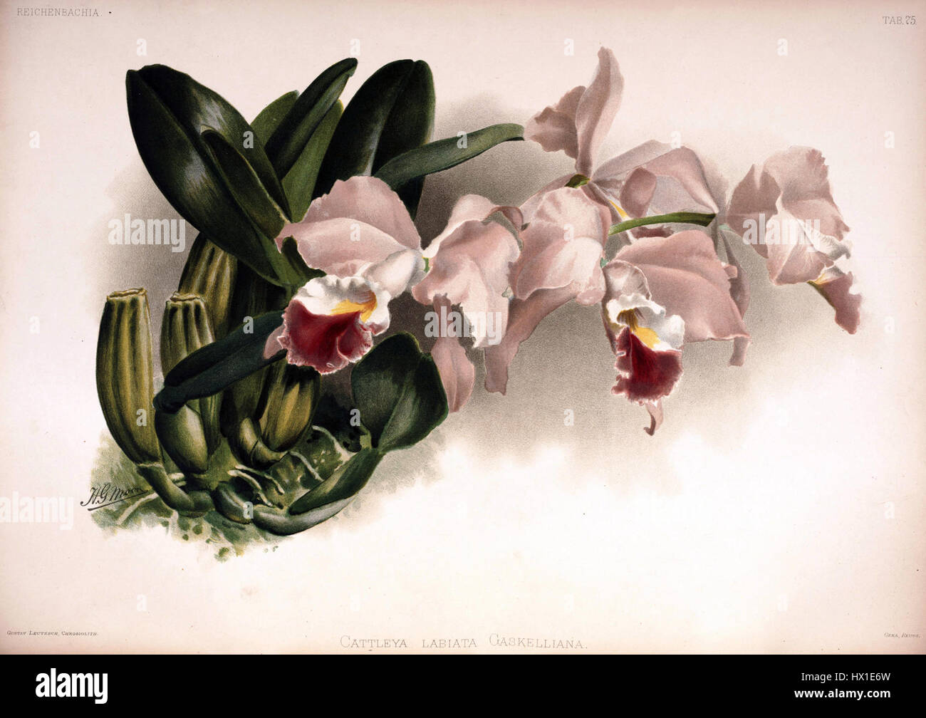 Cette illustration botanique de 1890 présente Cattleya labiata gaskelliana, mettant en valeur sa structure florale distinctive et sa coloration vibrante. La plaque fait partie de la série Reichenbachia, qui documente diverses espèces d'orchidées. Banque D'Images