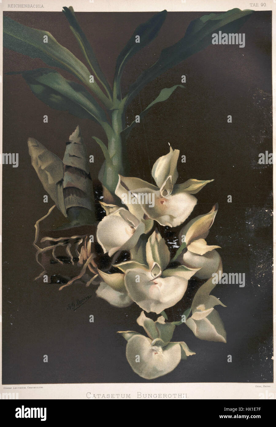 L'illustration botanique de Frederick Sander de Catasetum bungerothii, planche 90 de Reichenbachia II, 1890, montre la structure unique et les détails de cette espèce d'orchidée, soulignant ses fleurs distinctives et ses habitudes de croissance. Banque D'Images