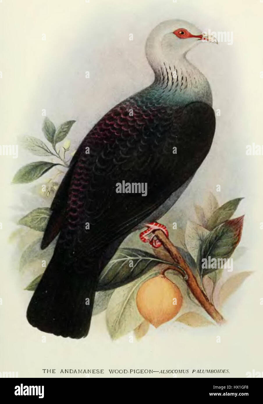 'Columba palumboides' est un nom scientifique pour une espèce de pigeon, communément appelé pigeon à couronne blanche. Il est originaire des Caraïbes, connu pour sa couronne blanche distinctive et une nature gracieuse et douce. Banque D'Images