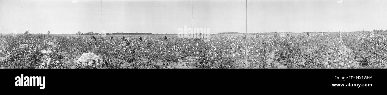 *Cottonfieldpanorama* est une photographie panoramique éditée représentant un champ de coton. L'image capture l'immensité du champ, avec des rangées de plants de coton sous ciel ouvert, mettant en valeur le processus agricole et l'importance de la production de coton dans l'économie rurale. Banque D'Images