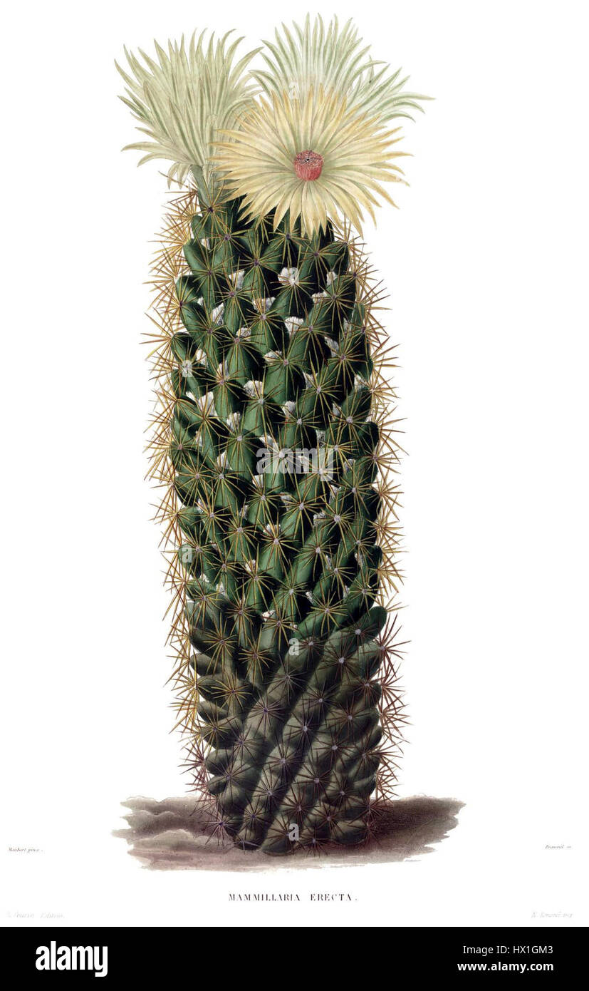 Coryphanta erecta Lem est une espèce de cactus originaire du sud-ouest des États-Unis et du nord du Mexique. Connu pour sa forme sphérique et son aspect épineux, il prospère dans les environnements arides. Le cactus fait partie du genre Coryphanta, connu pour sa dureté et sa capacité à se développer dans les sols secs et rocheux. Banque D'Images