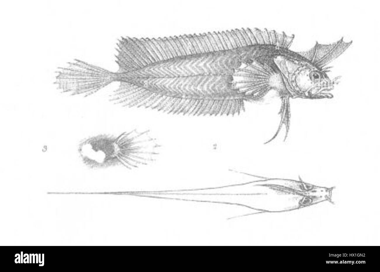 Cristiceps axillaris est une espèce de poisson découverte dans les eaux australiennes. Connue pour ses caractéristiques uniques, elle fait partie de la biodiversité marine de la région. Banque D'Images