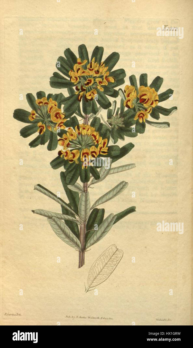 Cette plaque du Curtis's Botanical Magazine représente *Gastrolobium bilobum*, une espèce végétale de la famille des Fabaceae. Il est connu pour ses fleurs distinctives et est originaire d'Australie. L'illustration capture ses caractéristiques botaniques avec une grande précision, servant de référence importante pour l'identification des plantes. Banque D'Images
