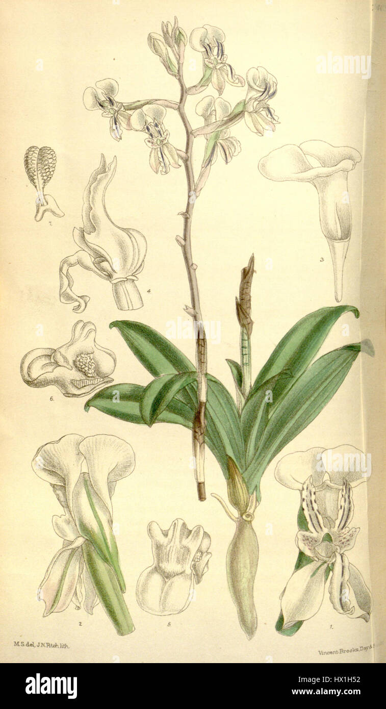 DISA sagittalis, illustrée dans le magazine Botanical de Curtis en 1895, est une espèce d'orchidée originaire d'Afrique australe. La plante est connue pour ses fleurs distinctives et ses détails botaniques complexes. Banque D'Images