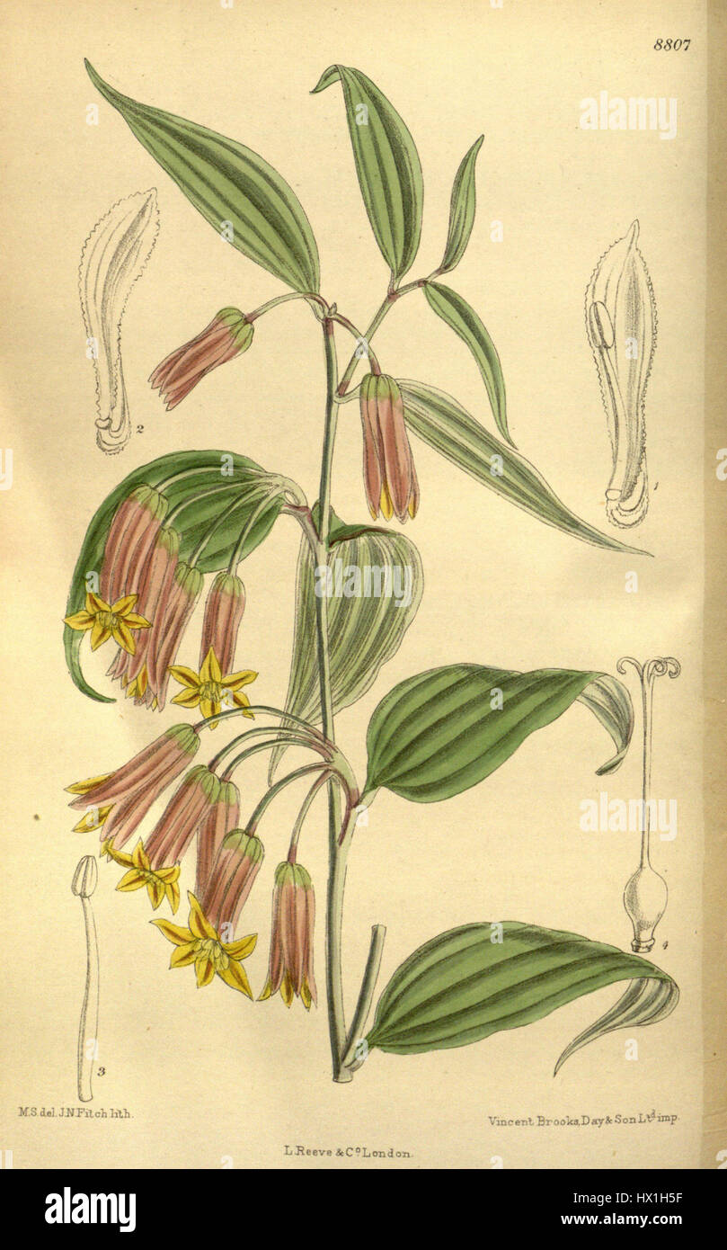 Une référence botanique à *Disporum pullum brunnea*, probablement une orchidée ou une espèce végétale. La séquence numérique (145 8807) peut faire référence à un numéro de catalogue ou à un identificateur scientifique pour l'espèce végétale. Banque D'Images