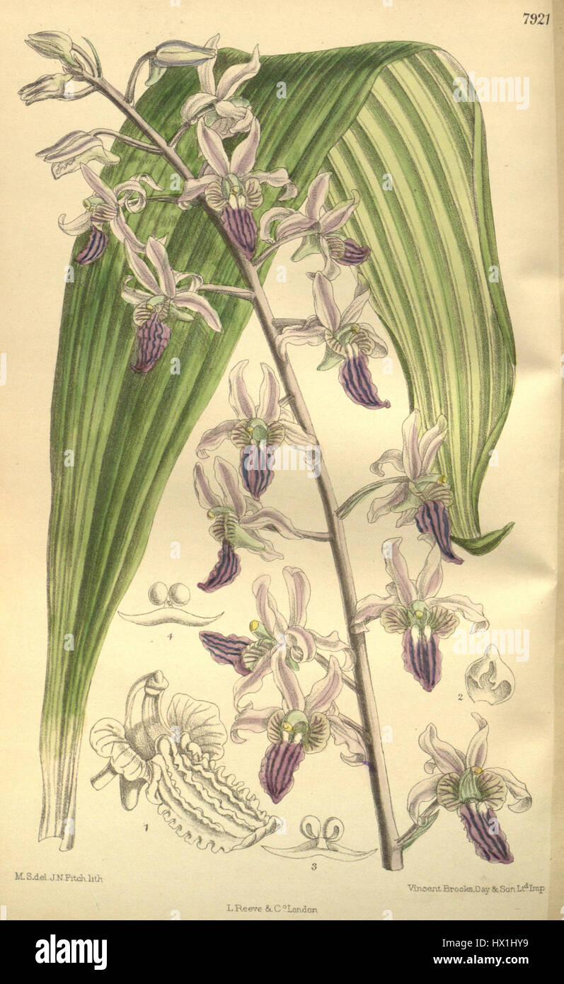 Eulophia cristata, précédemment classée Lissochilus purpuratus, est une espèce d'orchidée illustrée dans le magazine Botanical de Curtis. La représentation de 1903 présente sa structure florale unique et sa coloration vibrante. Banque D'Images