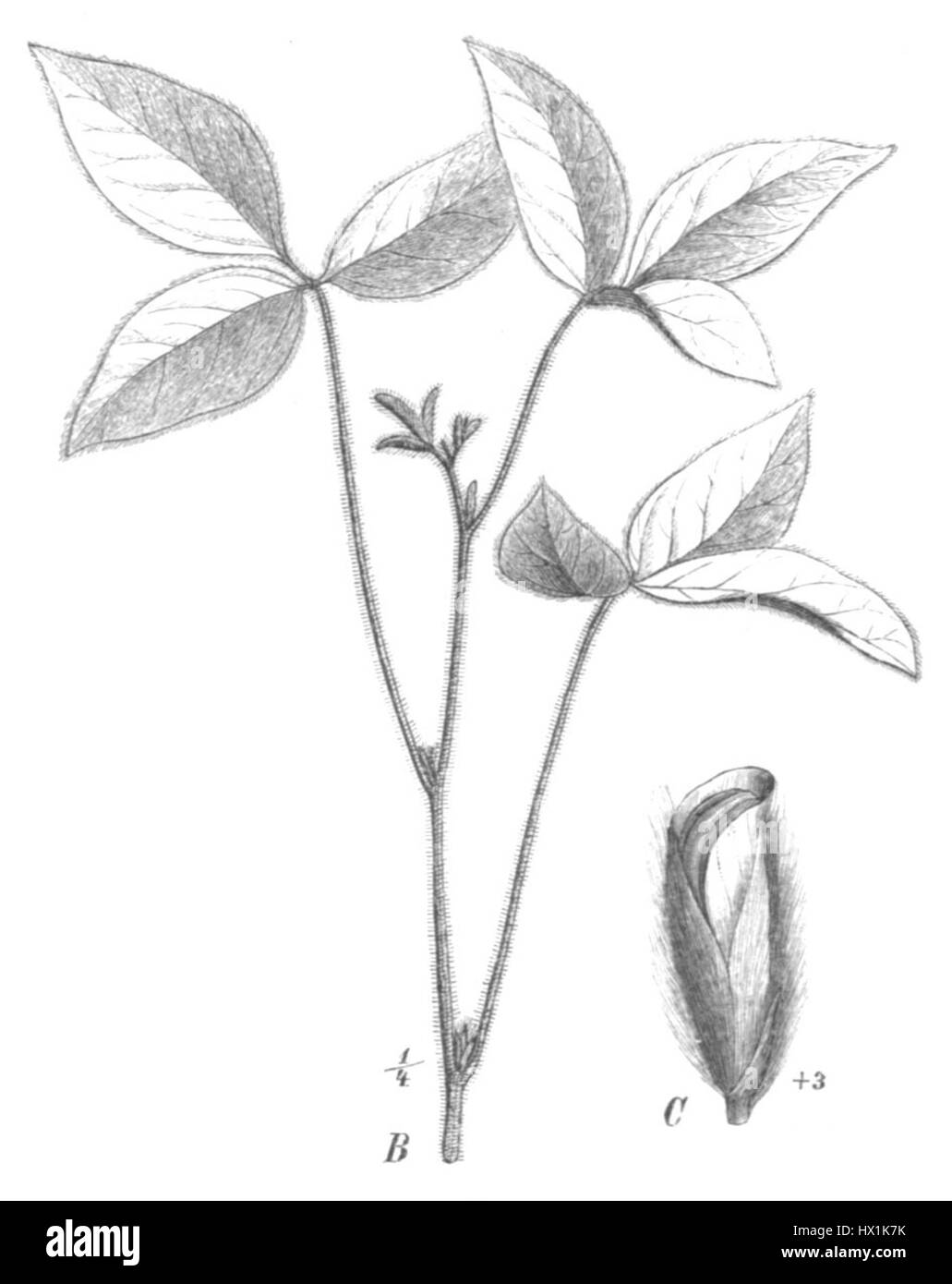 'Glycine max Taub131a', communément appelée soja, est une espèce importante de légumineuses, dont les études botaniques ont démontré l'importance agricole et nutritionnelle. Banque D'Images