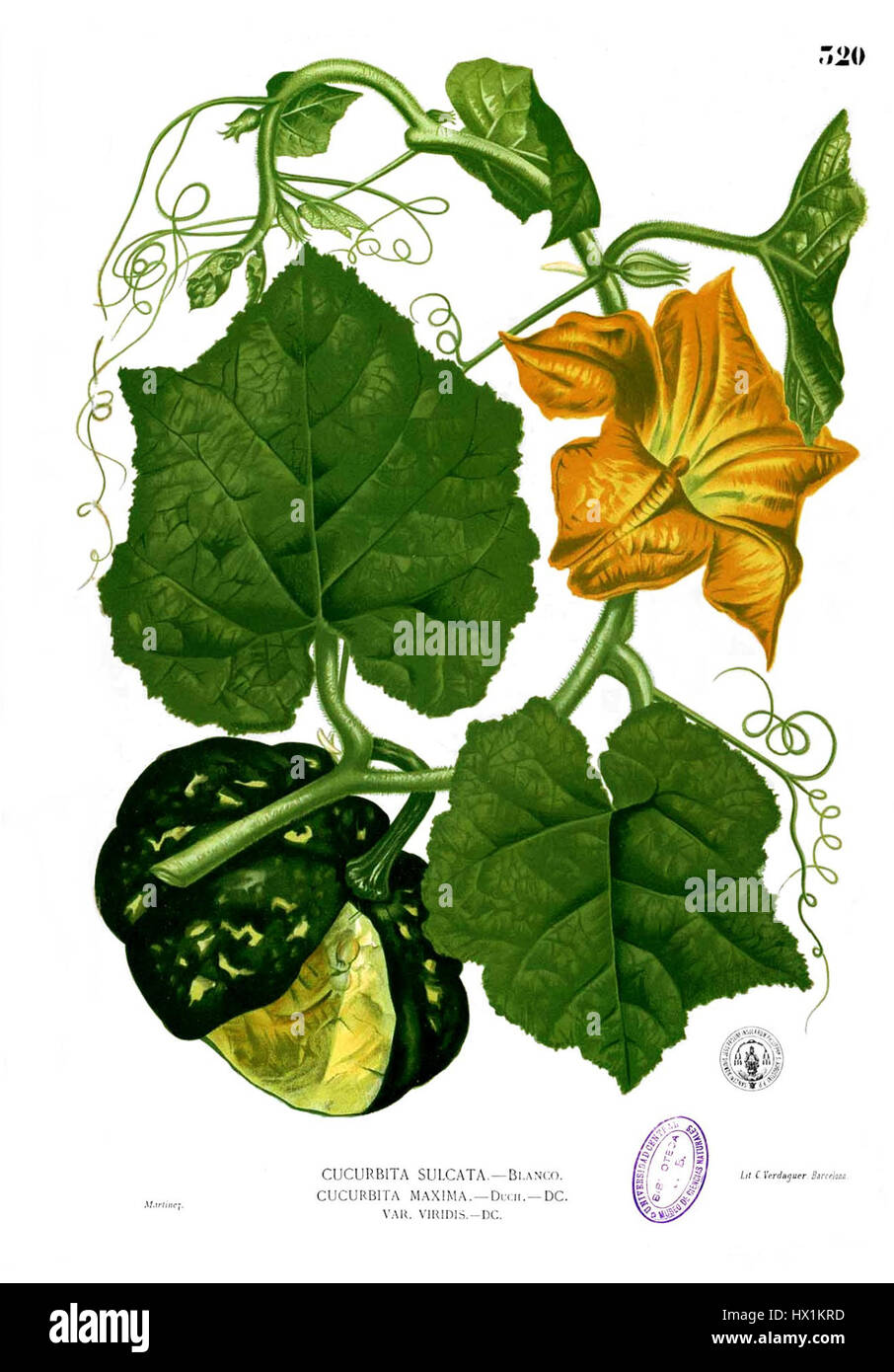 Cucurbita maxima est une espèce de citrouille communément cultivée pour la nourriture, et est largement reconnue pour ses gros fruits. Cette référence botanique met en évidence ses caractéristiques et ses méthodes de culture. Banque D'Images
