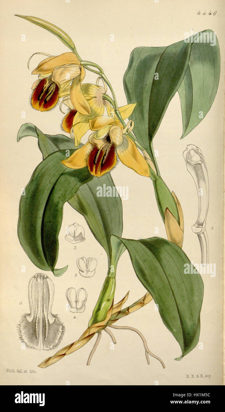 Coelogyne fimbriata (comme Coelogyne fuliginosa) Curtis' 75 (Ser. N° 3 5) pl. 4440 (1849) Banque D'Images