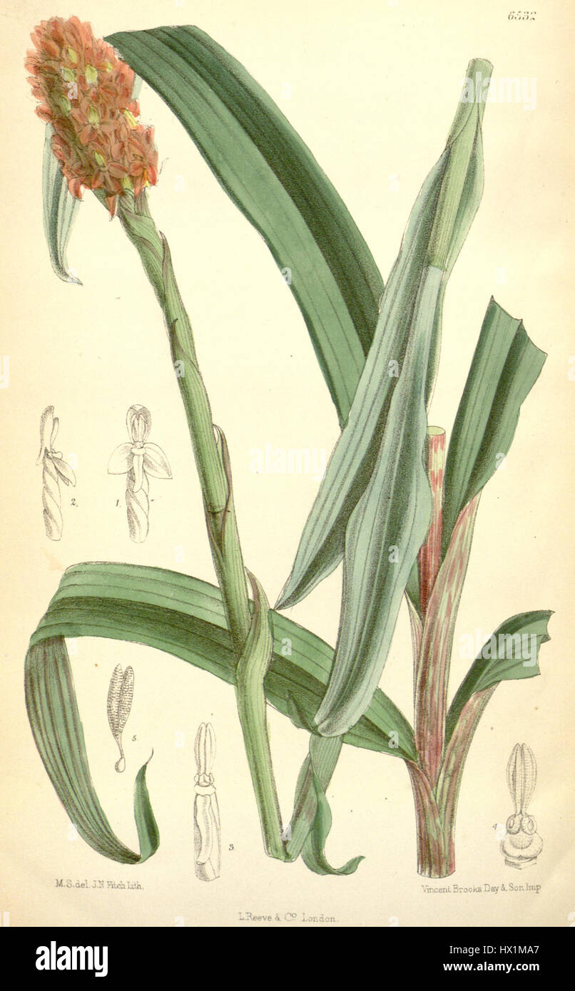DISA polygonoides est une espèce d'orchidée représentée dans la série botanique de Curtis, montrant ses caractéristiques uniques en 1880. La plaque offre une représentation détaillée de la forme et de la structure de la plante. Banque D'Images