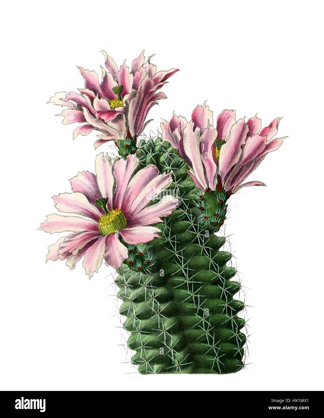 Echinocereus fendleri hempelii, une variété de cactus, est originaire du sud-ouest des États-Unis. Il présente des fleurs roses saisissantes qui fleurissent au printemps, ajoutant des couleurs vibrantes aux paysages arides. Banque D'Images