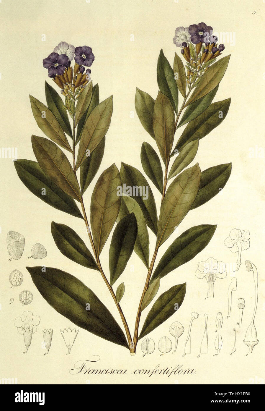 Franciscea confertifolia est une espèce de plante à fleurs de la famille des Asteraceae, connue pour ses fleurs attrayantes et sa présence dans certaines régions. Il fait partie des études botaniques axées sur cette famille de plantes. Banque D'Images
