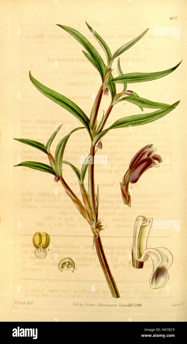Cladobium graminifolium, décrit à l'origine comme Scaphyglottis violacea, est une espèce d'orchidées documentée dans le magazine Botanical de Curtis en 1844. Cette illustration met en valeur ses caractéristiques florales distinctives. Banque D'Images