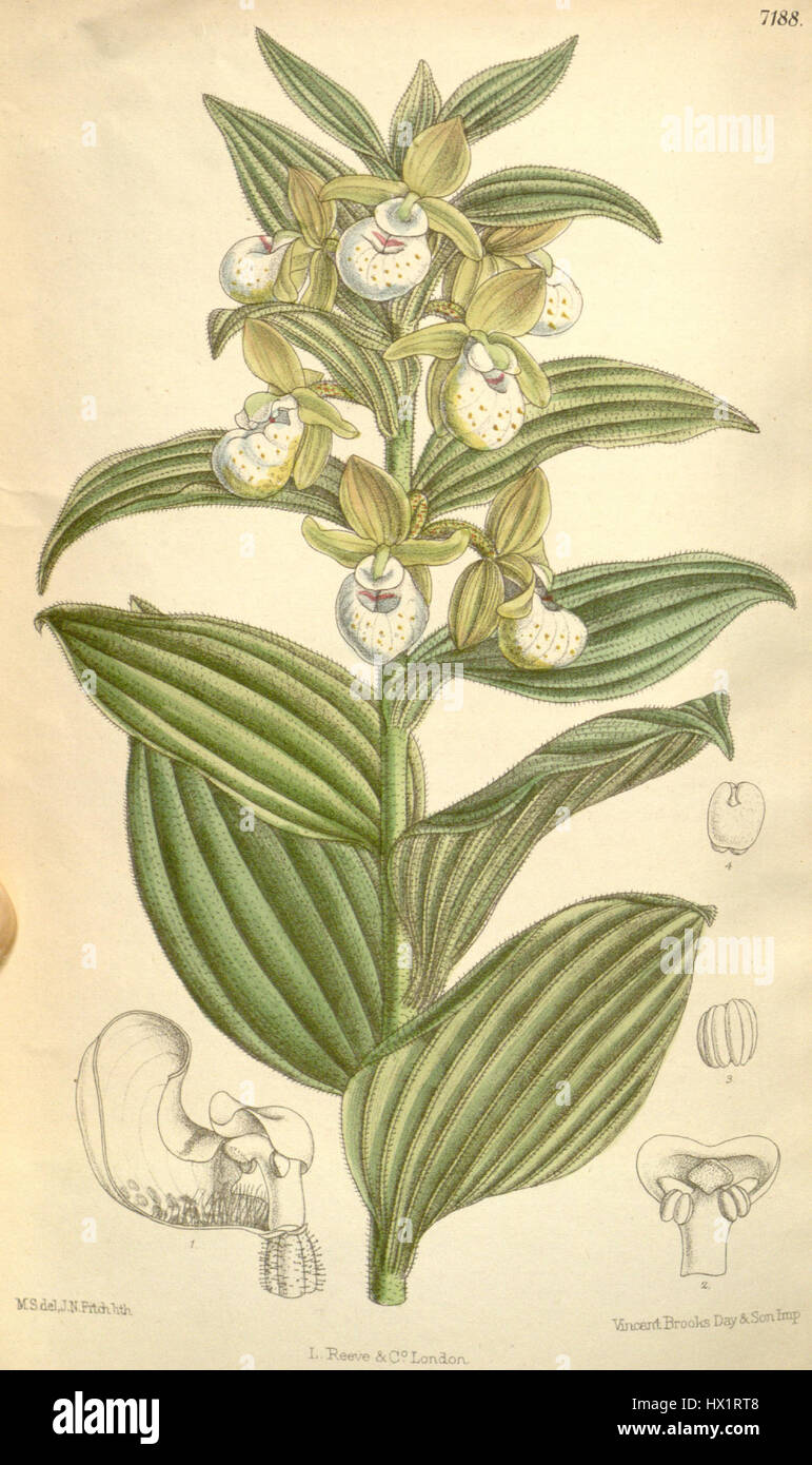Cypripedium californicum, communément appelé pantoufle de la dame de Californie, est une espèce rare d'orchidée originaire de Californie. Cette plante est connue pour sa fleur distinctive en forme de pantoufle et sa préférence pour les environnements humides et ombragés. Banque D'Images
