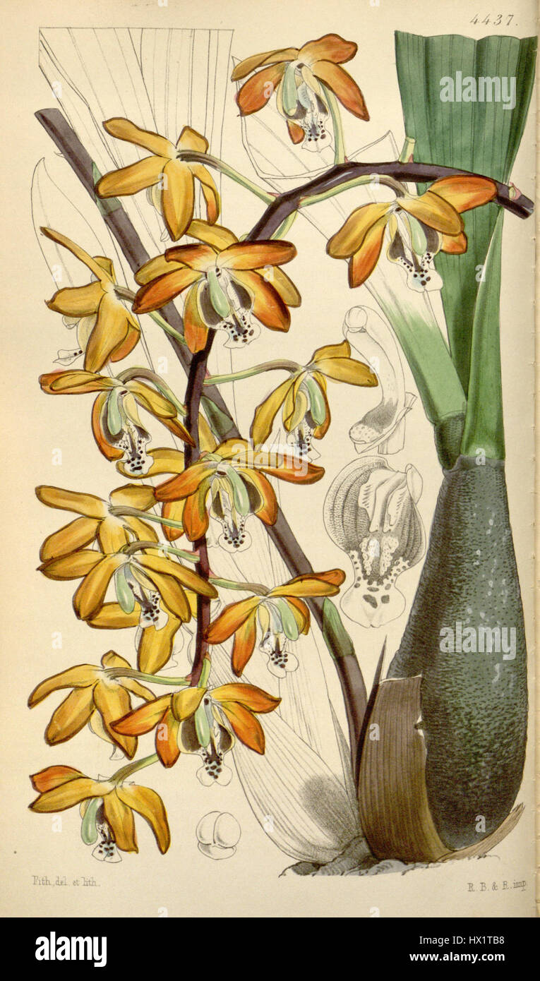 Eriopsis rutidobulbon Curtis' 75 (Ser. N° 3 5) pl. 4437 (1849) Banque D'Images