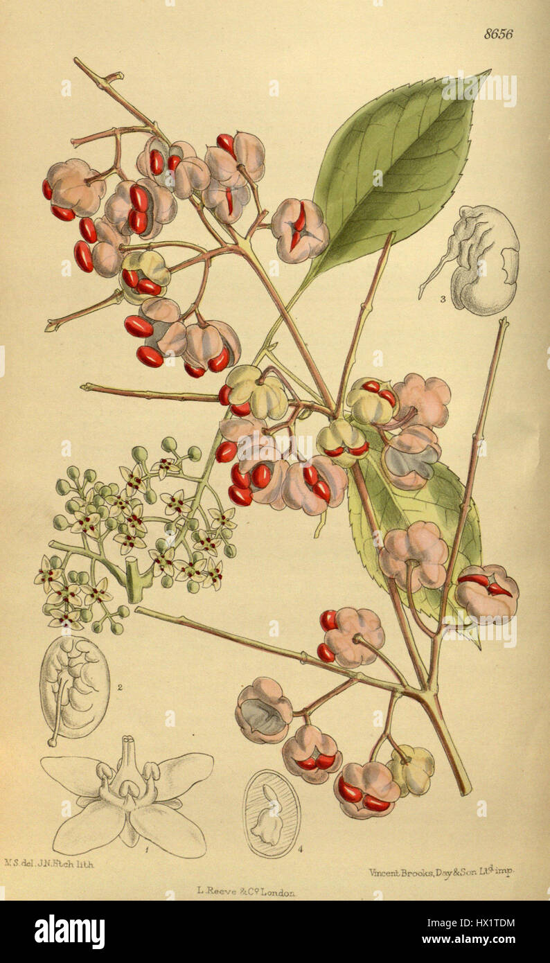 'Euonymus bungeanus' est une illustration botanique de l'espèce végétale, mettant en valeur les caractéristiques uniques de la plante dans un style précis et naturaliste. Cette représentation met en évidence ses caractéristiques détaillées et sa précision botanique. Banque D'Images