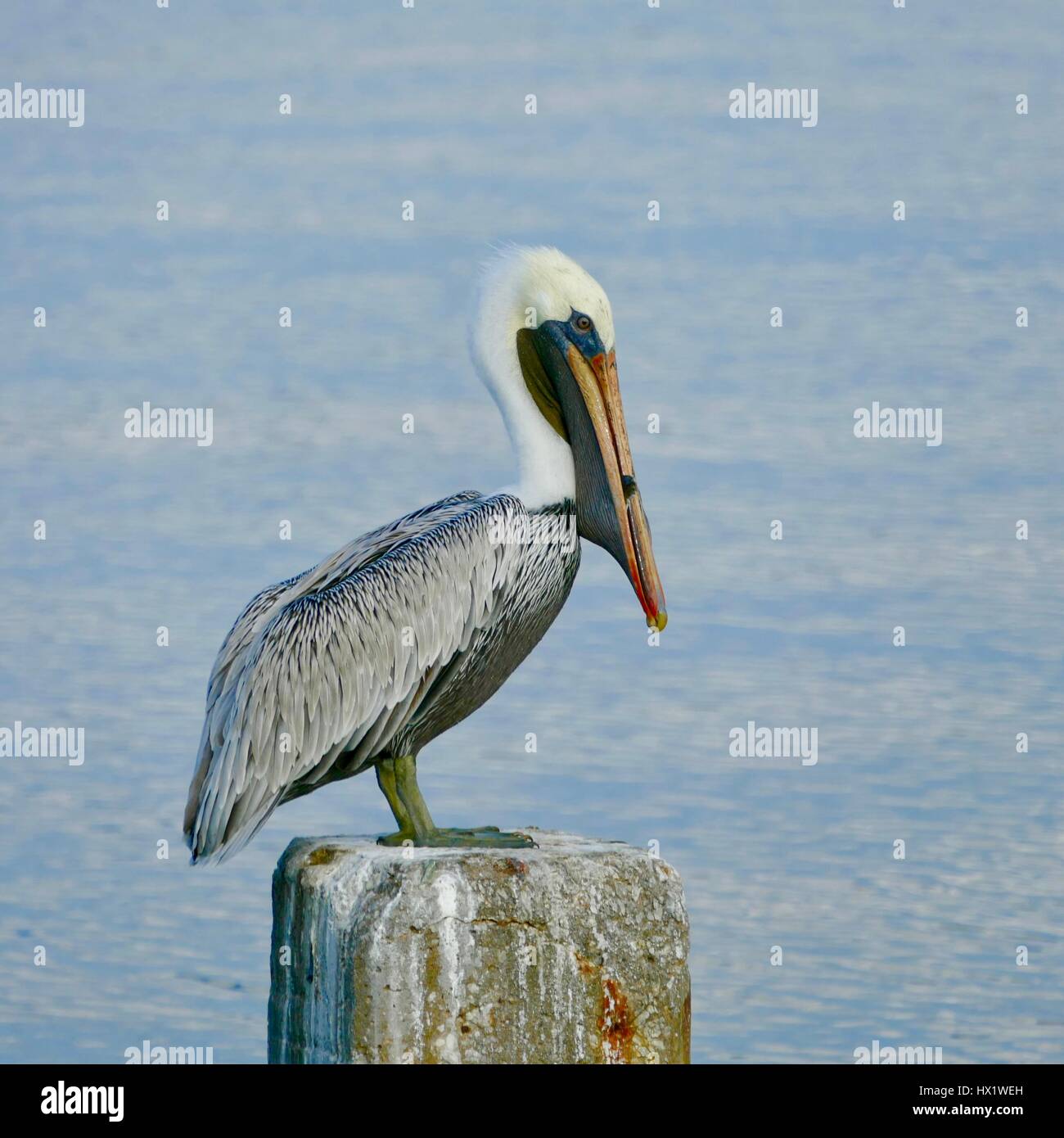 Pélican brun (pélicans occidentalis) dans le profil avec les proies qui sort de sa bouche. Numéro 3 de 6 dans une série. Cedar Key, Florida, USA Banque D'Images