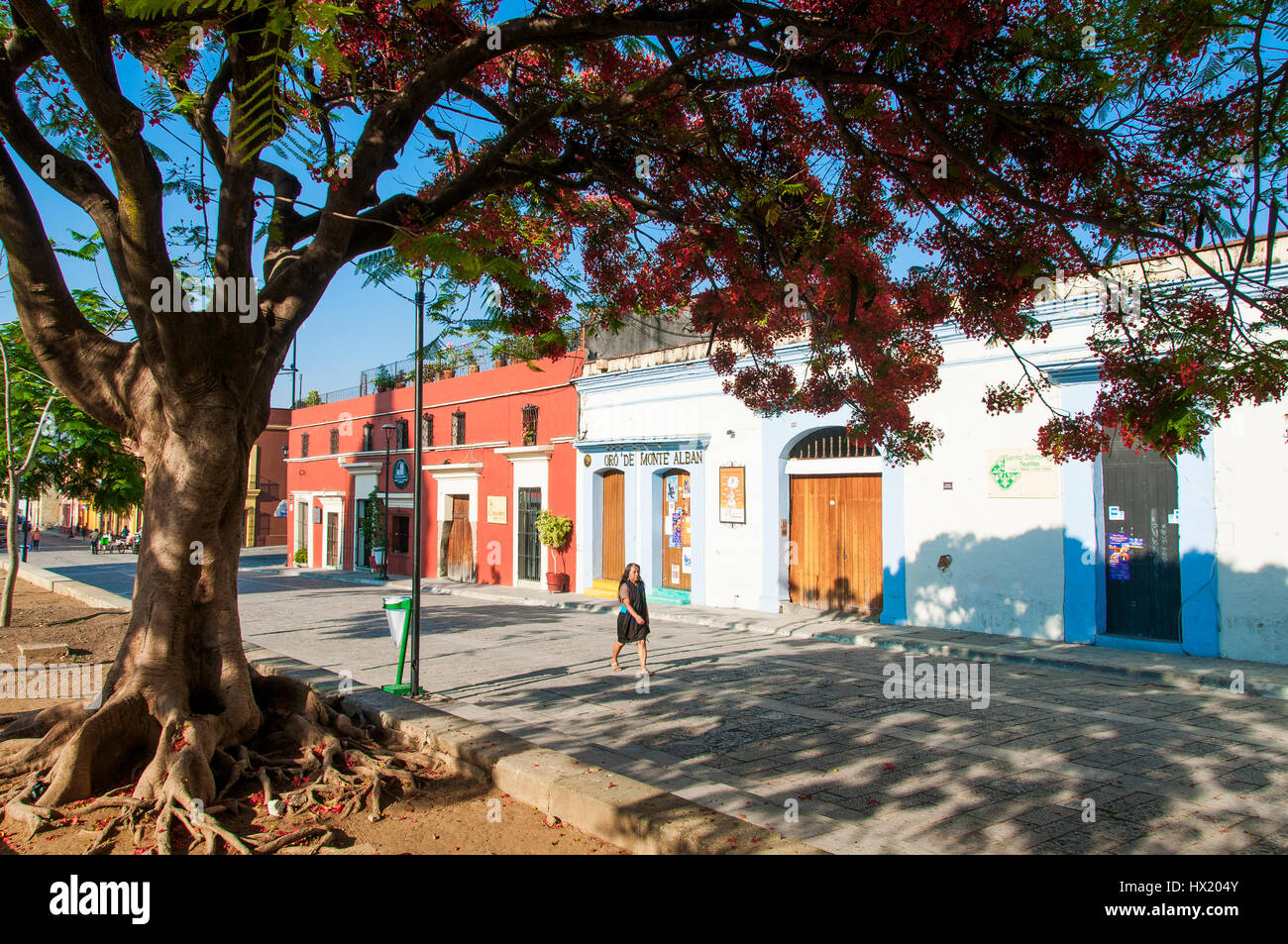 Arbre flamboyant (Delonix regia) dans une rue avec des maisons coloniales dans le centre historique de la ville de Oaxaca, Mexique Banque D'Images