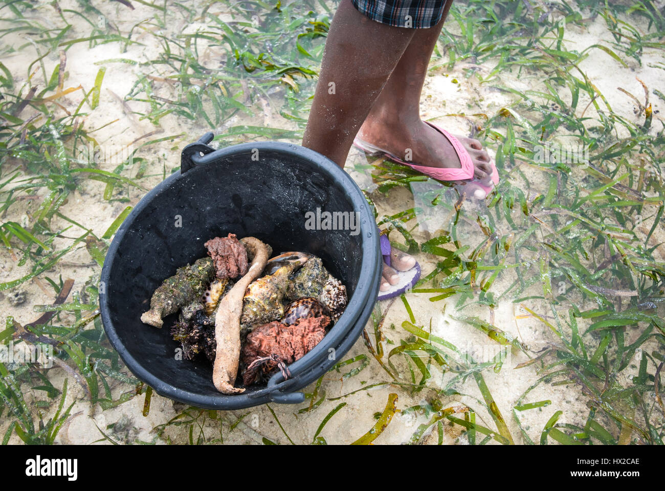 Produits marins recueillis au lit d'herbiers marins à marée basse dans l'île Arborek, une petite île située dans la zone protégée marine du détroit de Dampier. Banque D'Images