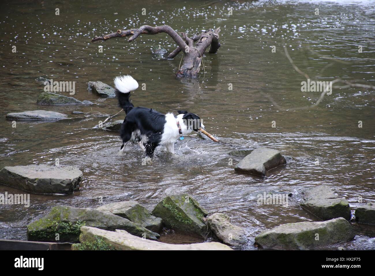 Border Collie playing fetch Banque D'Images