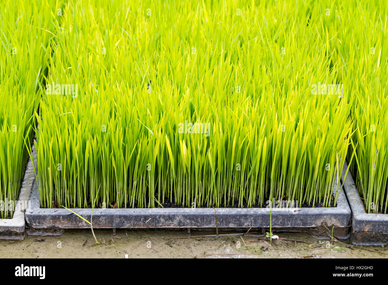 La plantation des semis de riz dans le bac Photo Stock - Alamy