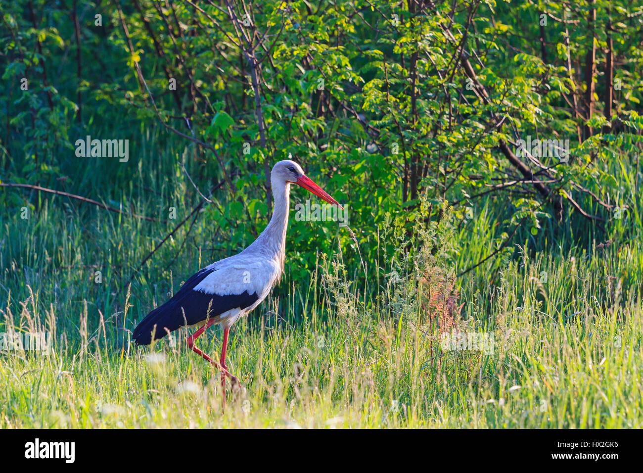 Cigogne Blanche retour à partir de la migration d'hiver, l'Europe, printemps, grand oiseau, un symbole de l'Europe Banque D'Images