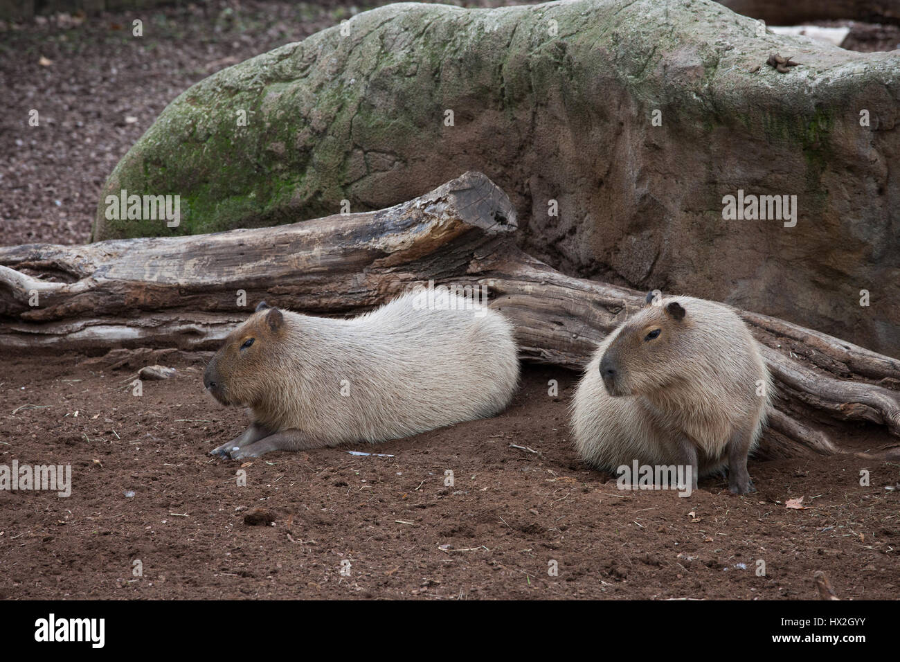 Les Capybaras (Hydrochoerus hydrochaeris) dans le Zoo de Barcelone, Espagne Banque D'Images