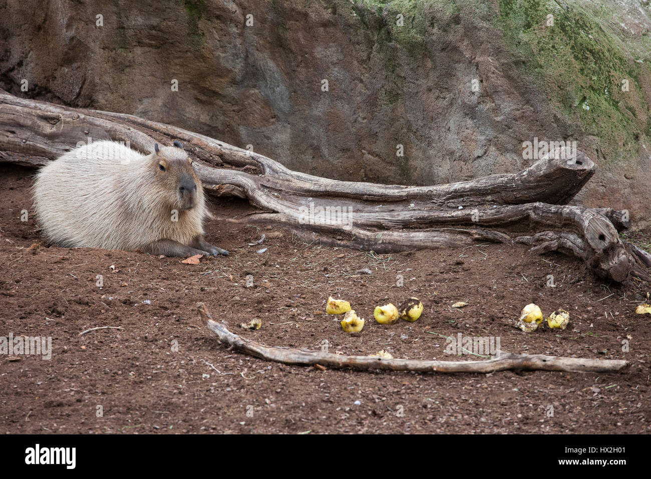 Les Capybaras (Hydrochoerus hydrochaeris) dans le Zoo de Barcelone, Espagne Banque D'Images
