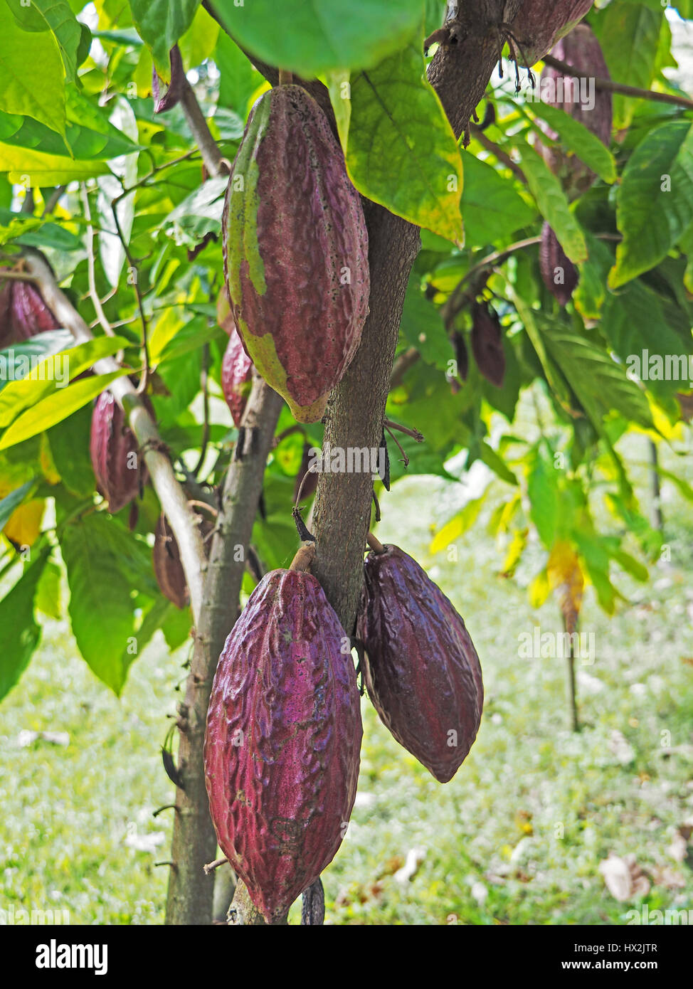 Les gousses de cacao pourpre au Women's Cooperative, Chocolat Chocal, près de Puerto Plata, République dominicaine. Banque D'Images