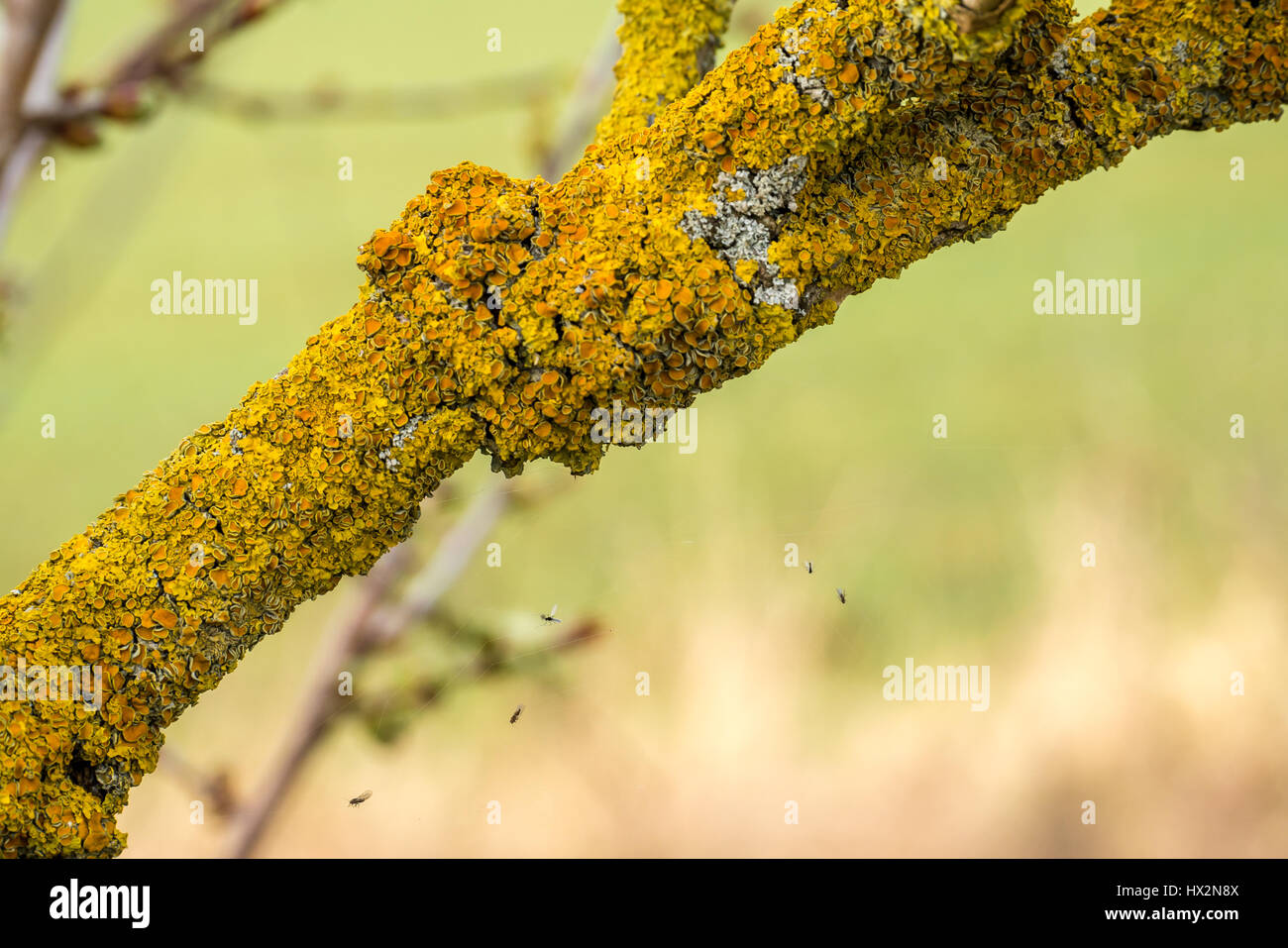 Close up de lichen Xanthoria jaune coussin sur branche d'arbre avec des insectes capturés sur spider web avec arrière-plan flou, East Lothian, Scotland, UK Banque D'Images