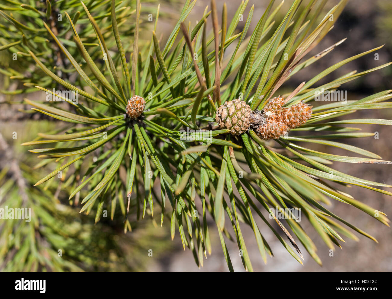 Close-up jeunes aiguilles, cônes de pin et de branches de pin en printemps. Banque D'Images