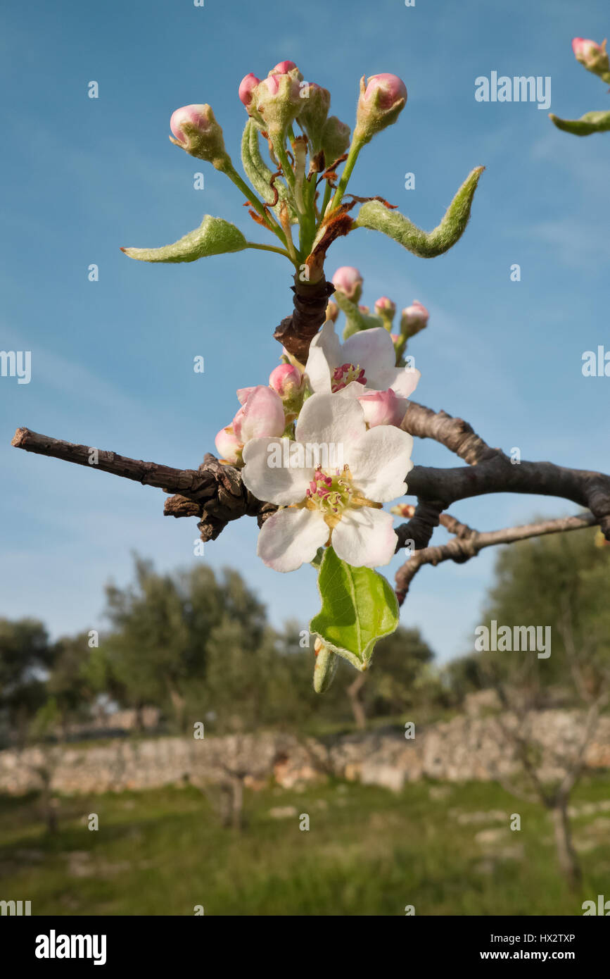 Plante fleur de poire. Banque D'Images