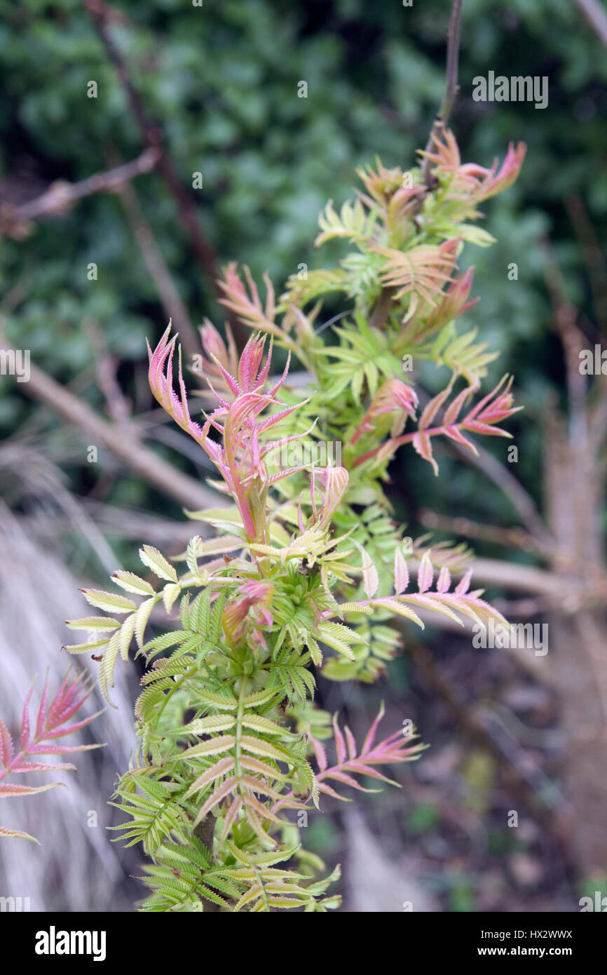 La nouvelle croissance de Sorbus sorbifolia 'Sem' (Ural False Spirea) Banque D'Images