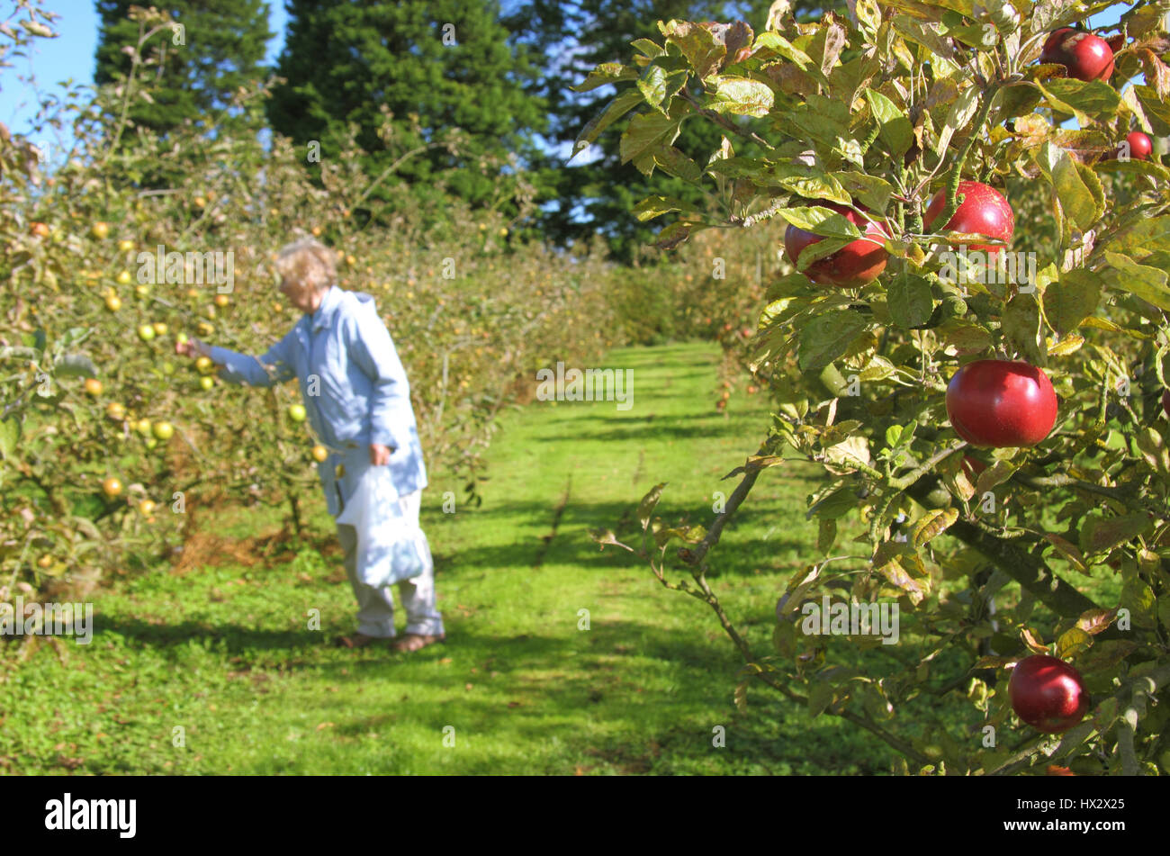 Une femme dans les récoltes des pommes mûres Hempsall's Heritage Orchard au East Markham au cours de l'Alpes du village le jour de la pomme, festival annuel Banque D'Images