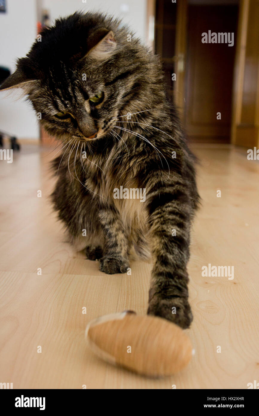 Chat jouant avec une souris en peluche jouet Banque D'Images