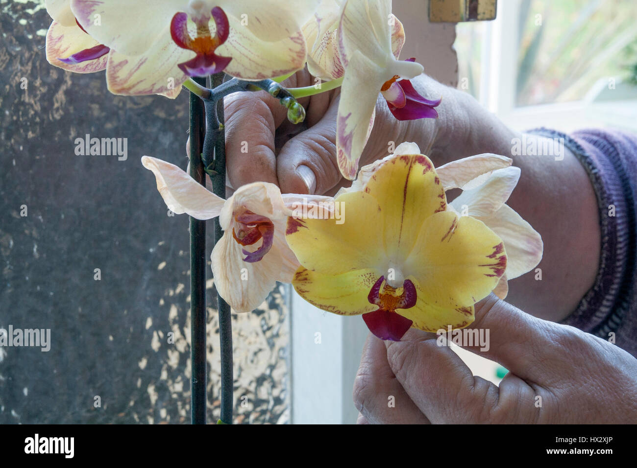 La tête d'une orchidée cymbidium morte Banque D'Images