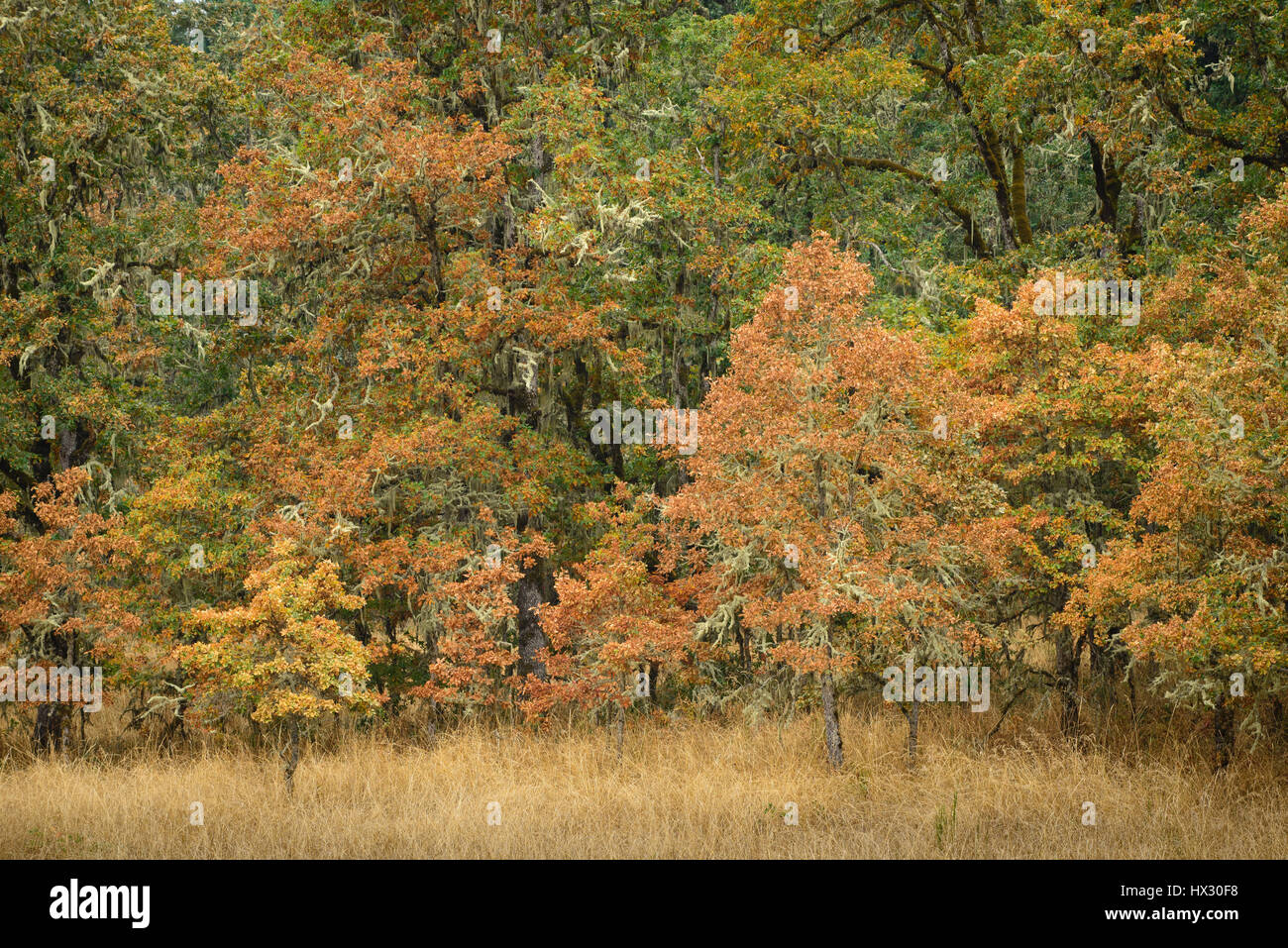 Oregon white oak arbres au début de l'automne ; Mount Pisgah Arboretum, Willamette Valley, Oregon. Banque D'Images