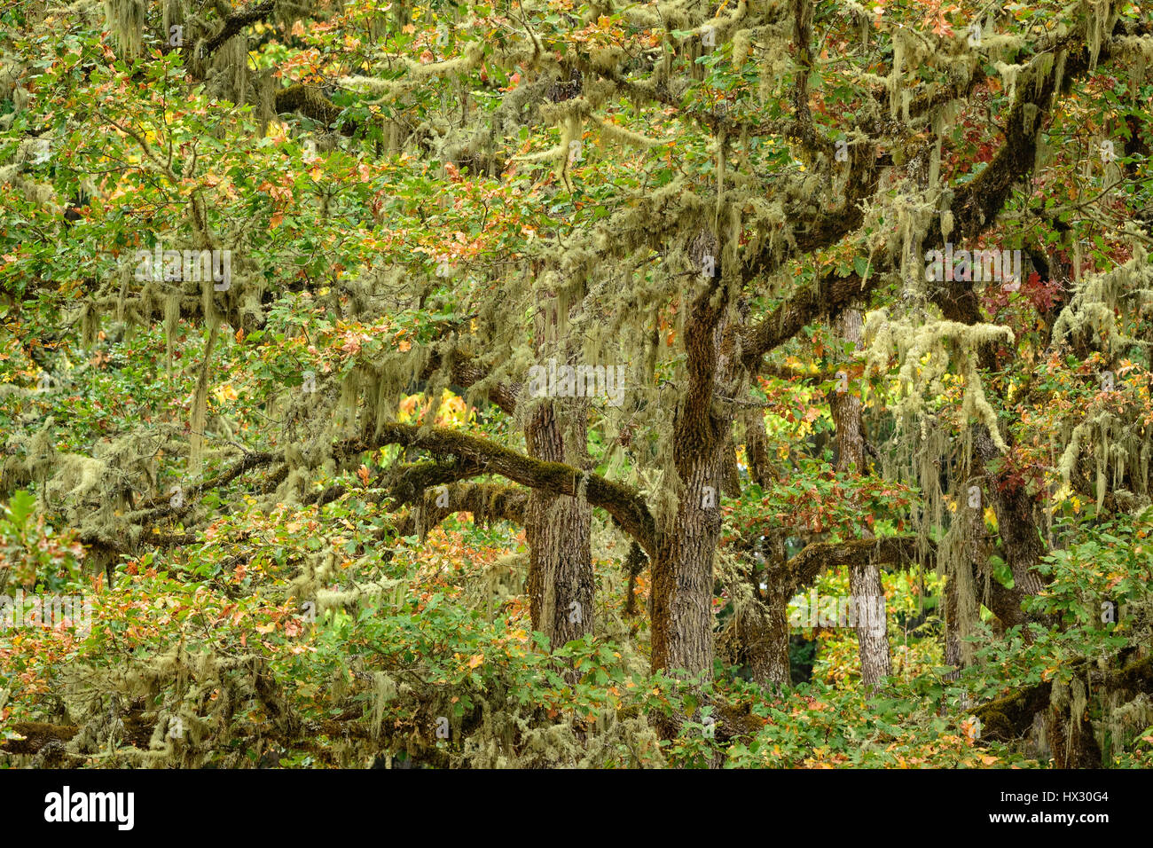 Oregon White Oak arbres ; Mount Pisgah Arboretum, Willamette Valley, Oregon. Banque D'Images