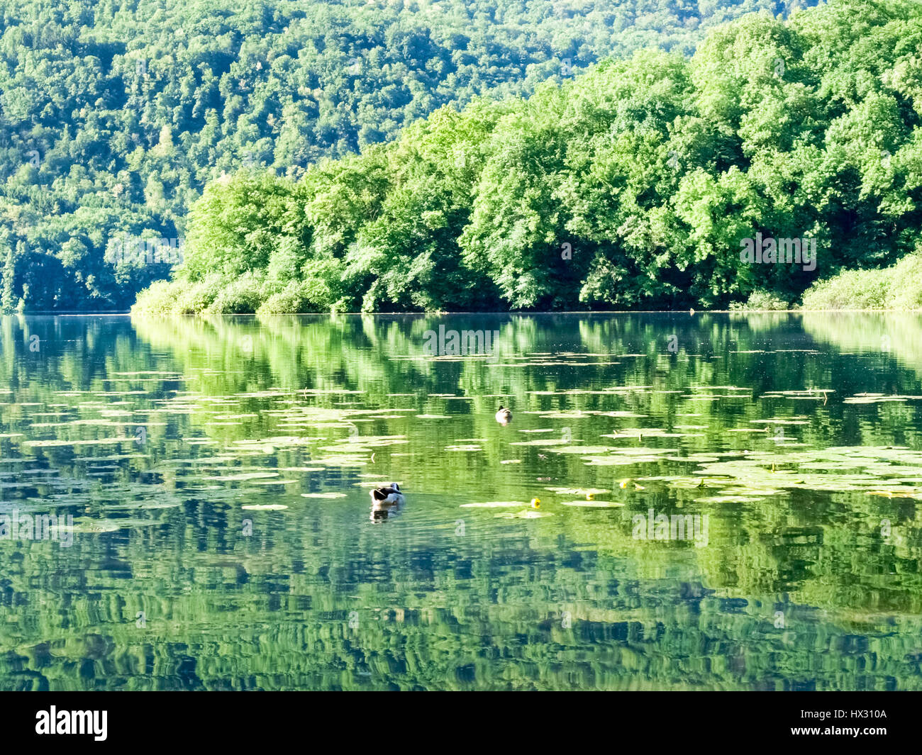 Carlazzo, Italie : Lac Piano est un petit lac situé dans le Val Menaggio. Il a une superficie de 0,72 km2 et une profondeur maximale de 13 mètres et occupe la Banque D'Images