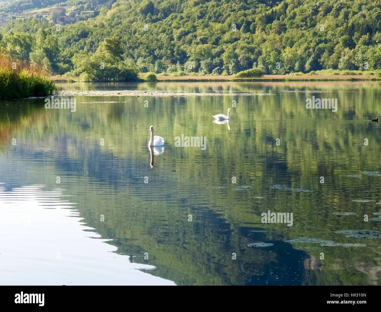 Carlazzo, Italie : Lac Piano est un petit lac situé dans le Val Menaggio. Il a une superficie de 0,72 km2 et une profondeur maximale de 13 mètres et occupe la Banque D'Images