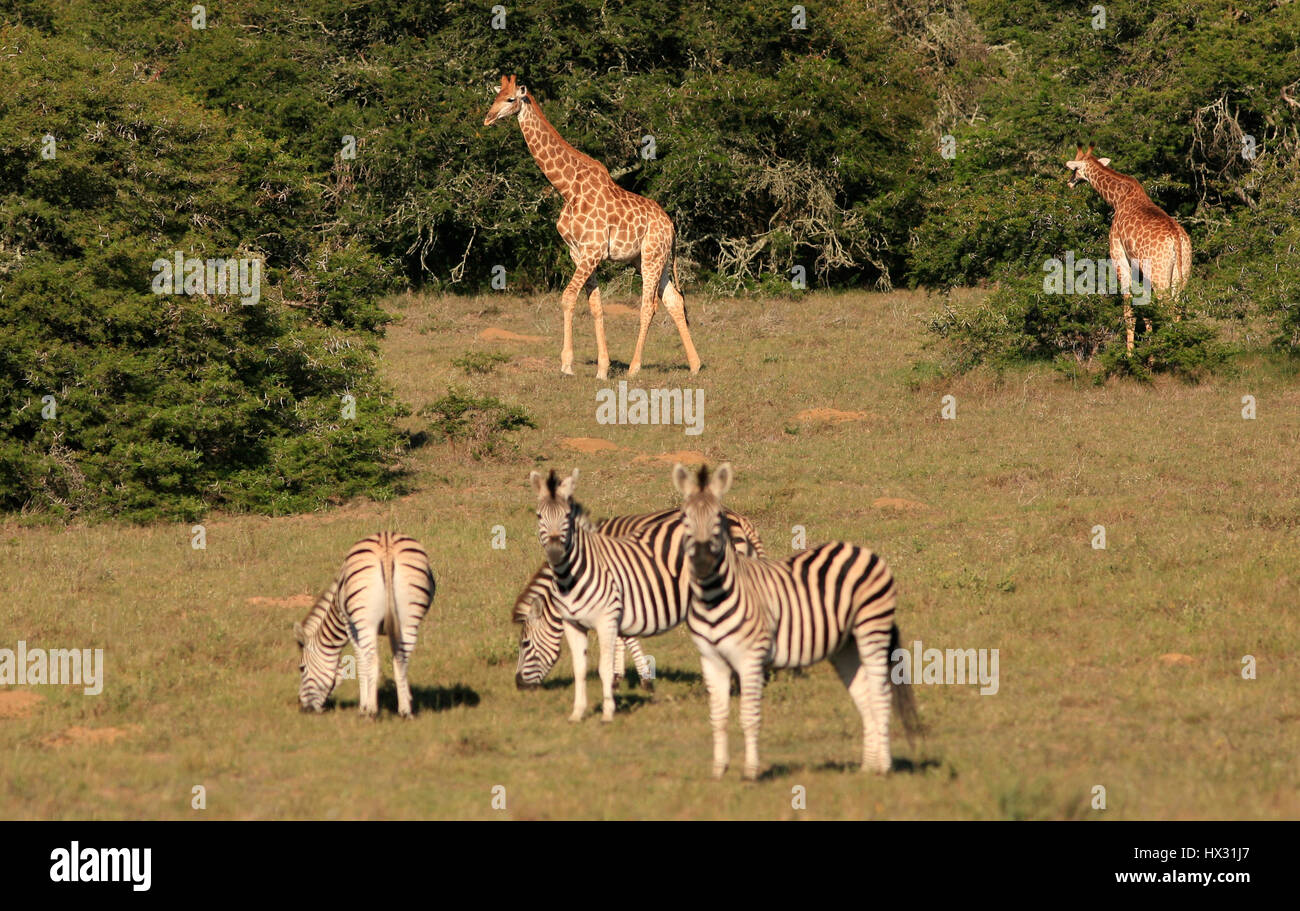 Girafe mélanger avec Zebra, lors d'un safari dans une réserve privée en Afrique du Sud le 19 mars 2017. © John Voos Banque D'Images