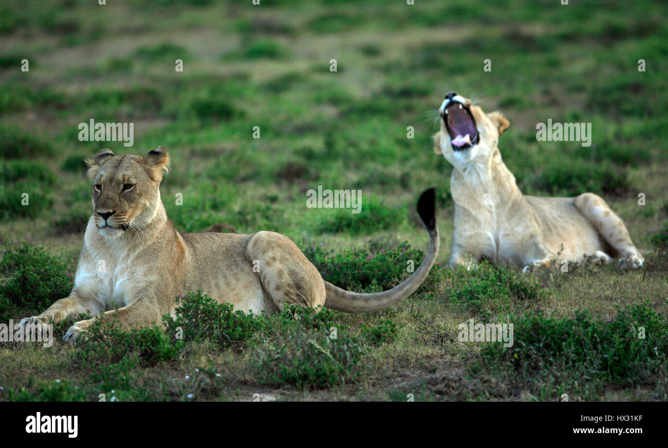 Une lionne bâille comme un autre lionne est assis sur l'herbe lors d'un safari, sur une réserve privée en Afrique du Sud le 18 mars 2017. © John Voos Banque D'Images