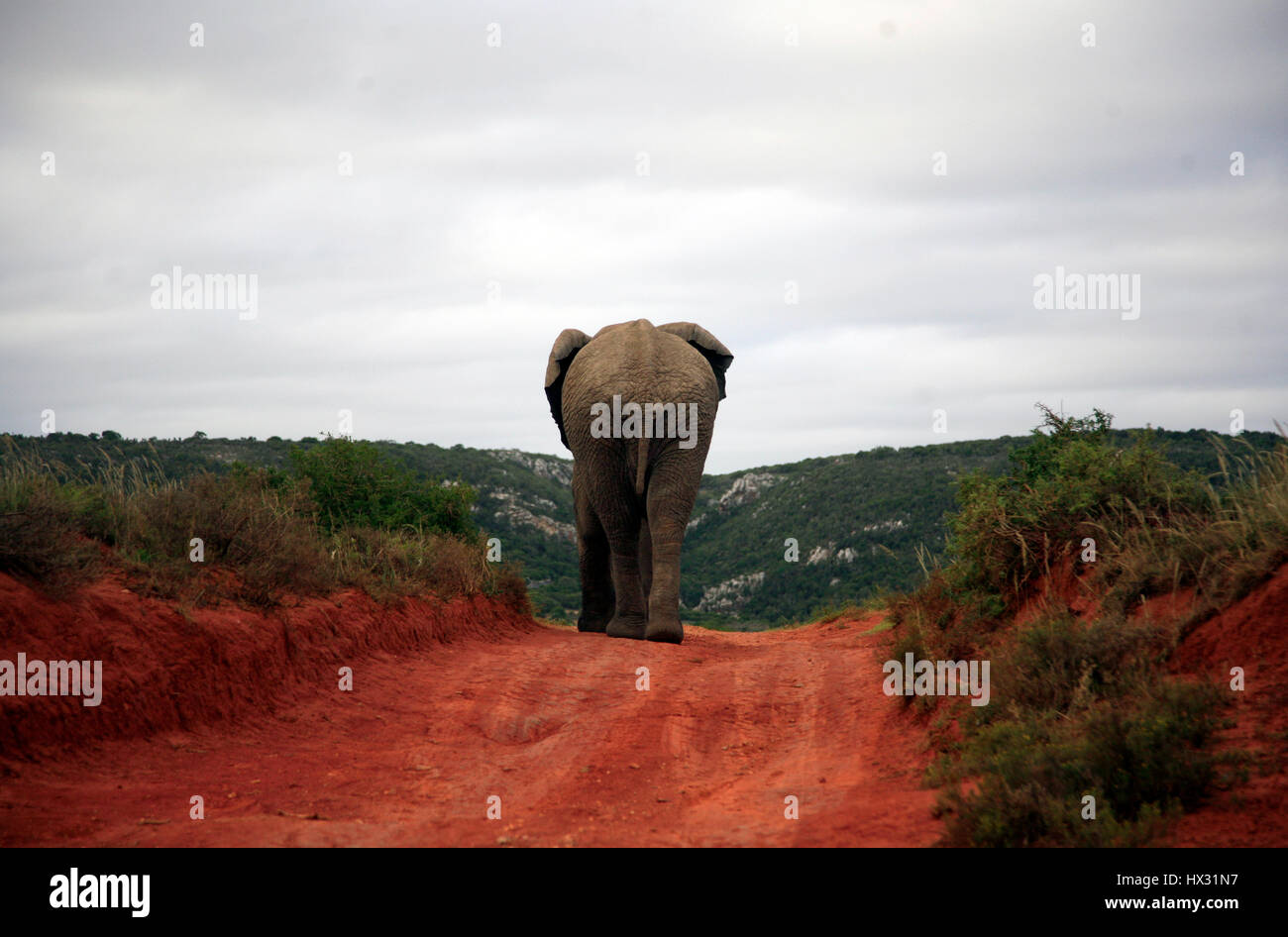 Un éléphant se promène le long d'une piste, lors d'un safari, dans une réserve privée en Afrique du Sud le 19 mars 2017. © John Voos Banque D'Images