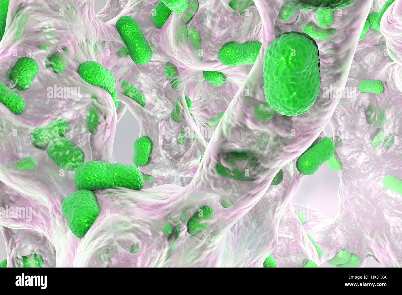 Une bactérie Acinetobacter baumannii biofilm à l'intérieur de l'ordinateur,illustration.A.baumannii est Gram-négatif oxydase,aérobie,,coccobacillus.Il a toujours été naturellement résistantes à plusieurs antibiotiques.Il peut être particulièrement résistantes à la pénicilline chloramphénicol.Il provoque Banque D'Images