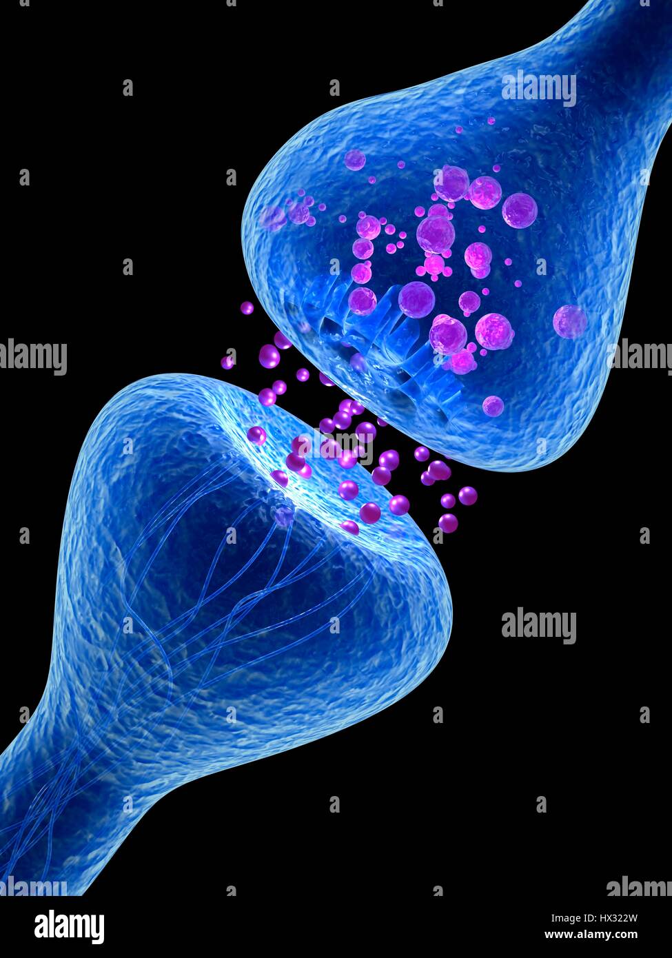 Synapse. Illustration d'ordinateur d'une synapse, la jonction entre deux neurones. Synapses transmettent les signaux électriques d'une cellule nerveuse à l'autre. Lorsque le signal atteint la synapse elle déclenche la libération de substances chimiques appelées neurotransmetteurs. Les neurotransmetteurs traversent un écart microscopique appelé fente synaptique et passer par satellite récepteur dans la cellule nerveuse (en haut), où elles déclenchent une impulsion électrique. Banque D'Images