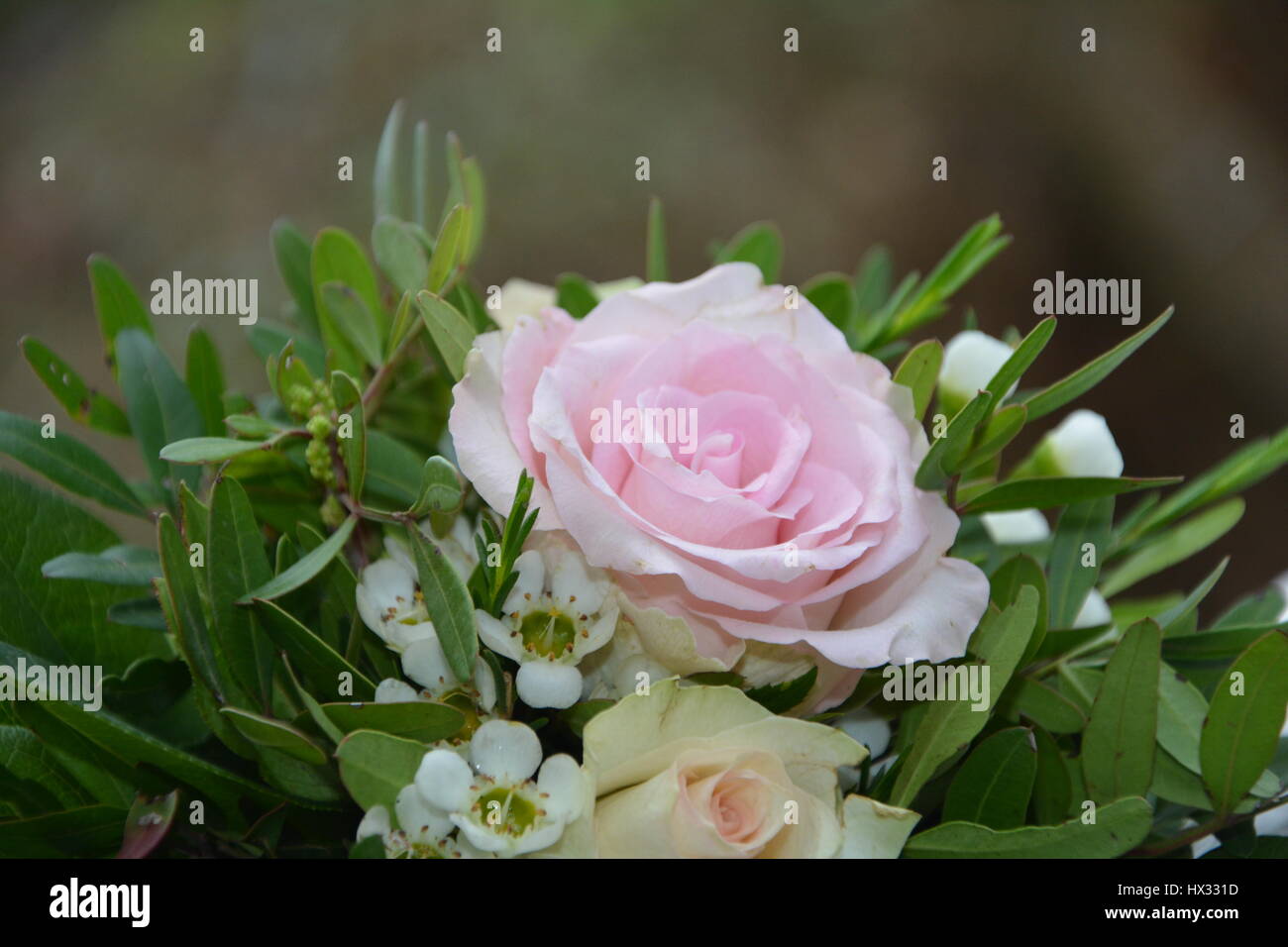 Roses - Bouquet Banque D'Images