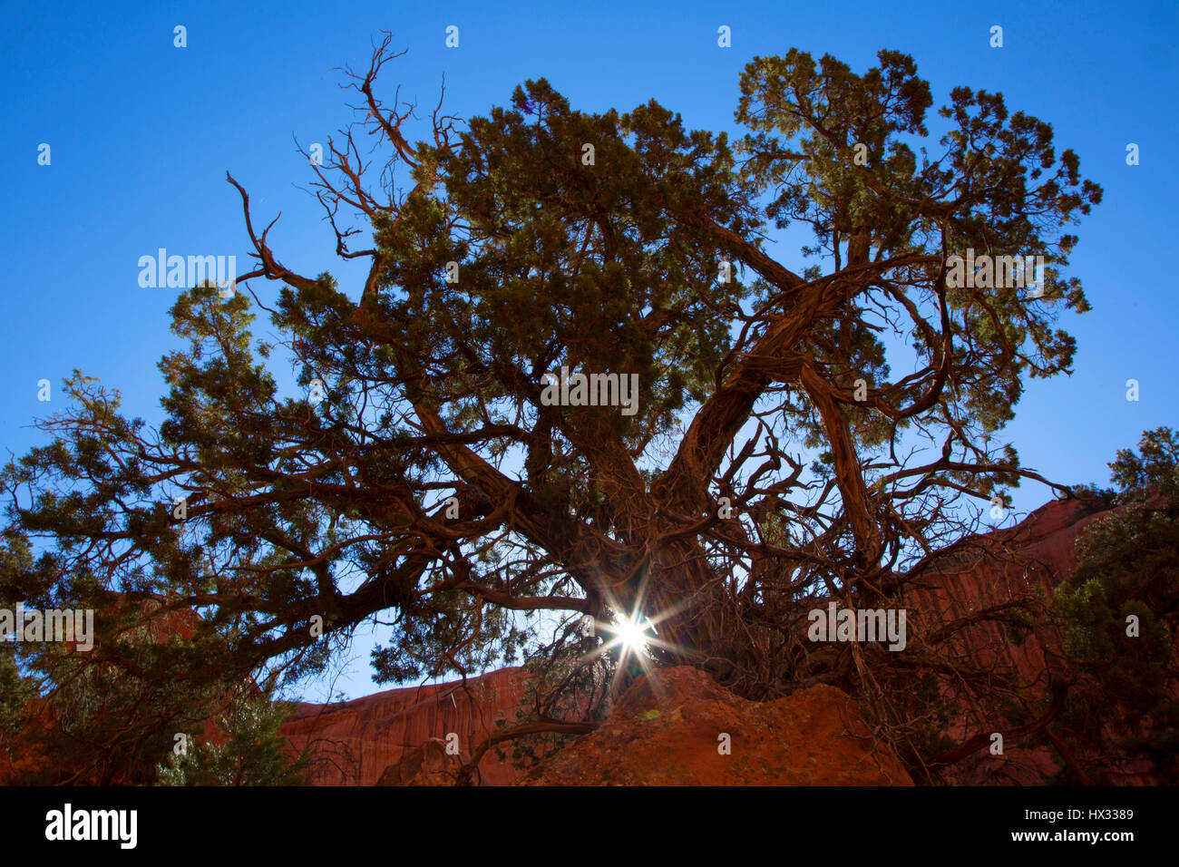 Avec la solarisation de Juniper, Grand Staircase - Escalante National Monument, Burr Trail Scenic Byway, Utah Banque D'Images