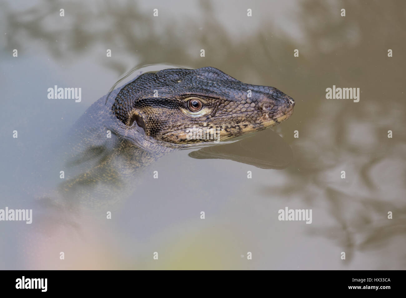 L'eau d'Asie Varan (Varanus salvator) Banque D'Images